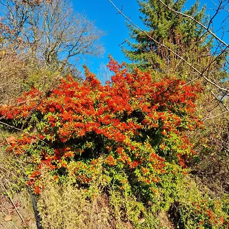Langhe Paradisot Niella Belbo
