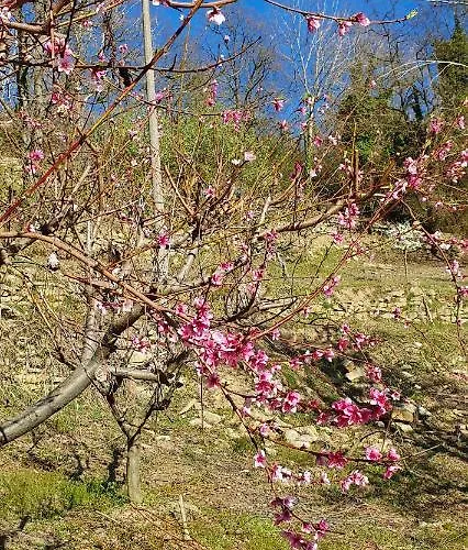 Langhe Paradisot Niella Belbo